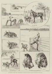 警視庁長官チャールズウォーレン卿、ハイドパークでブラッドハウンドに挑戦